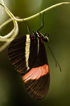 Butterfly "The Postman" hanging on Spanish moss and resting for the night