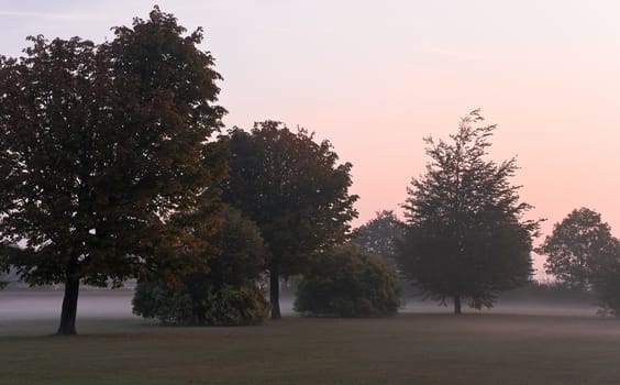 Trees on grass-field in the morning fog at sunrise