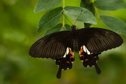 Great mormon butterfly hanging on to branch with green leaves