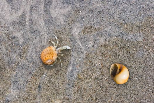 Tiny hermit crab on the beach crawling under water at the beach searching for protection in the sand