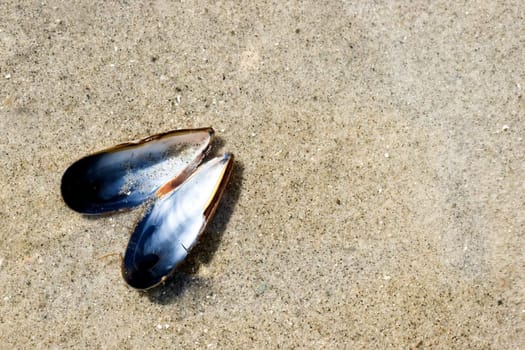 Shell from blue mussel in thin layer of water on the sand af the beach 