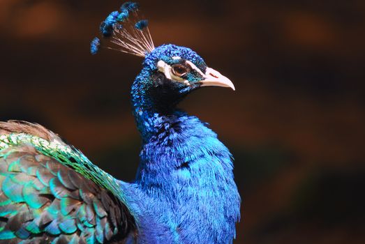 Closeup picture of a very colorful Indian Peafowl