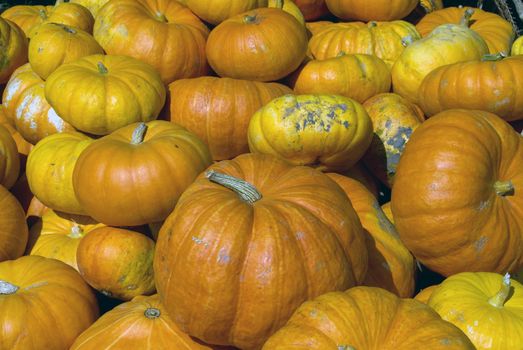 Picture of several squashes at harvest time in autumn