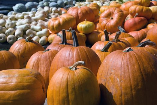 Picture of several squashes at harvest time in autumn