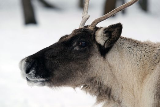 Close-up portrait of a reindeer on a cold Winter day