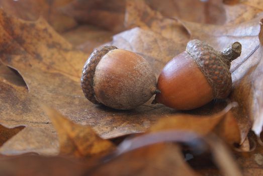 A couple of acorns have fallen on top of some oak leaves.