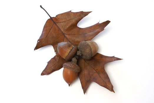 Some acorns on top of an oak leaf.