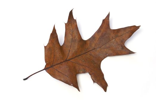 An isolated oak leaf in the autumn.