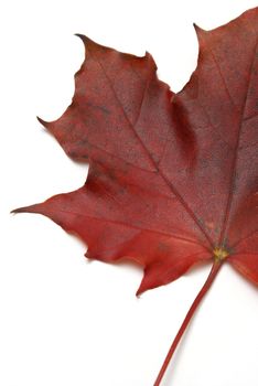 A bright red maple leaf isolated on white.