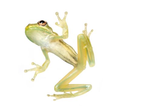 Baby tree frog from underneath isolated on a white background in studio