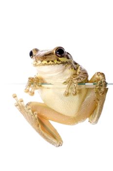 Cuban Tree Frog (Osteopilus septentrionalis), an invasive species in the United States, climbs over the edge of a glass wall. Conceptualizing the species invasion on a white background.