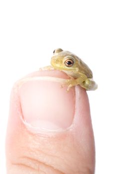 A baby tree frog sits on the tip of a thumb.