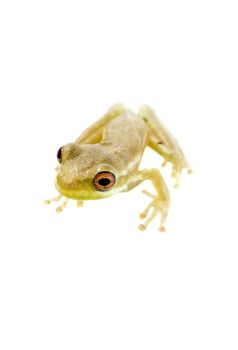 Baby tree frog isolated on a white background in studio
