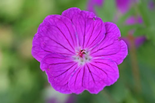 A Purple / Pink Flower with green background