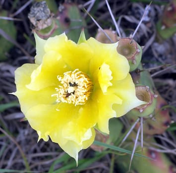 A yellow flower attached to some cactus.