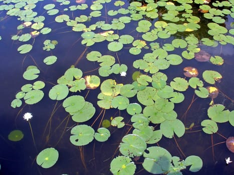 A lot of lily pads on a lake