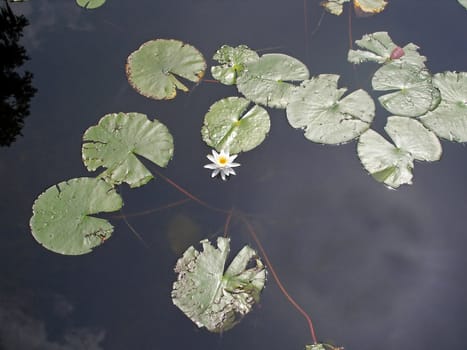 Lily pads and a lily on a lake