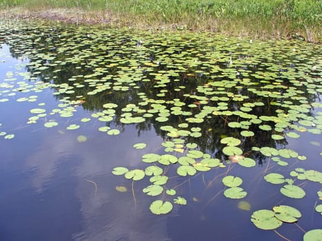 A lot of lily pads on a lake