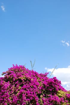 beautiful view of bouganvillas purple flowers and blue sky background