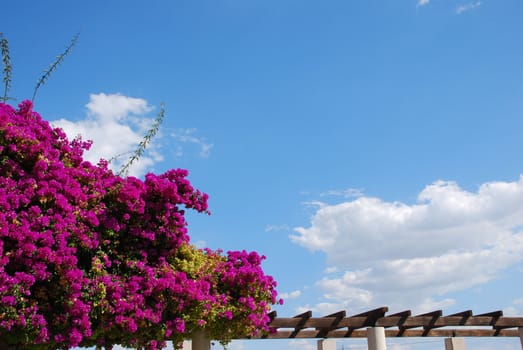 beautiful view of bouganvillas purple flowers and blue sky background