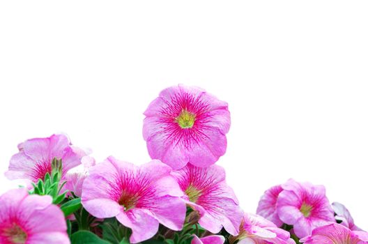 Pink Petunias Over White Background