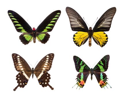 four colorful butterfies isolated on white background