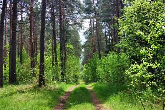 road in the woods