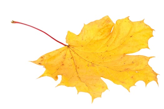 Yellow maple autumn leaf on a white background