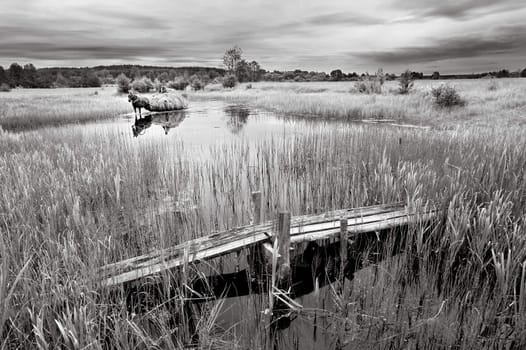 B/w colored landscape, meadow, stream, a cart carrying hay.