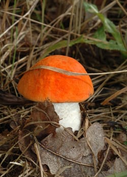 Young, strong a orange cap boletus which has made the way through a grass.
