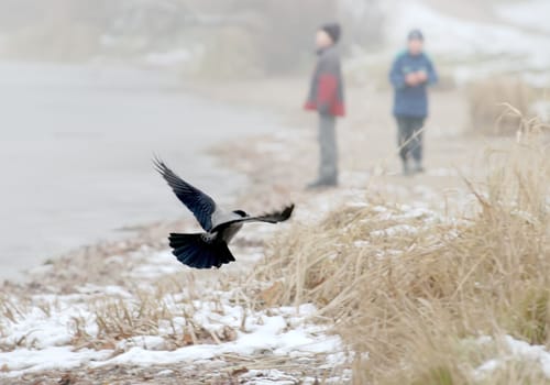Raven and children in December on the bank of lake.