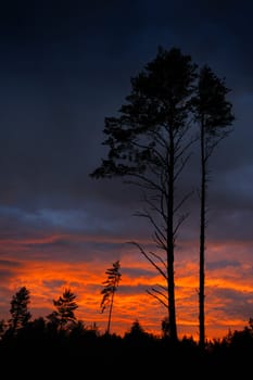 Pine in last beams of a sunset and low clouds.
