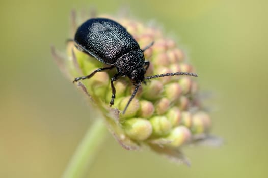 The black beetle on a bud Knautia arvensis 