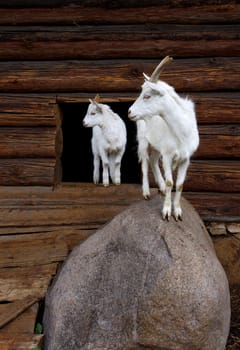 White goat with the kid, standing on a stone about a shed.