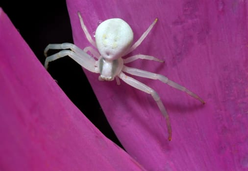 White spider on flower petal 