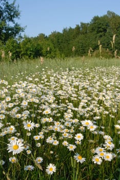 Meadow covered with flowers camomile in the middle of summer.