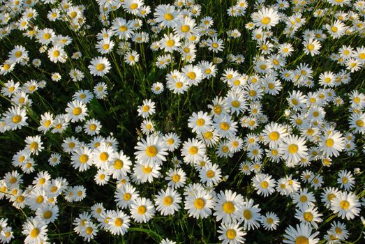 Meadow covered with flowers camomile in the middle of summer.