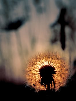 Evening meadow, dandelion in the light of the coming sun.