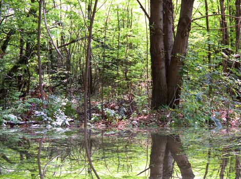 Plants of the wood reflected in a calm water