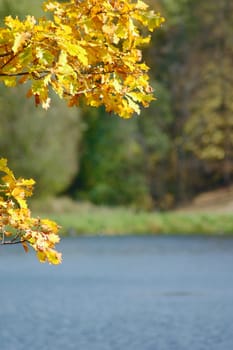 Oak autumn leaves against lake removed by a sunny day