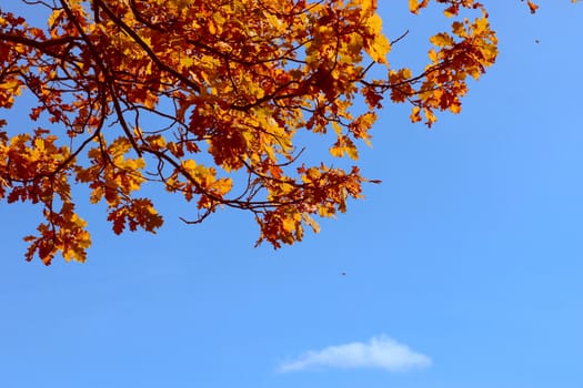 Autumn oak leaves removed against the dark blue sky