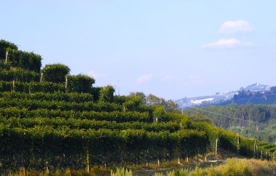 Landscape of vineyards with sun coming out