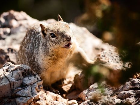 Squirrel living just below the Sotuh Rim of the Grand Canyon