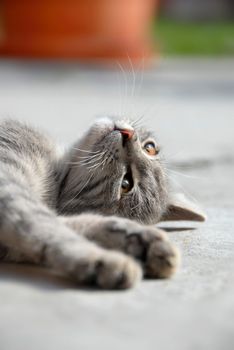 young domestic mixed-bread gray cat enjoying on sunlight