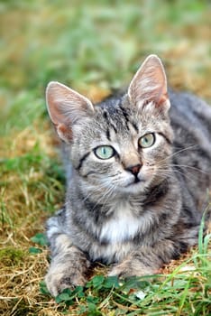 young domestic mixed-bread gray cat lying on grass