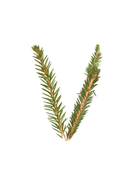 Spruce twigs forming the letter 'V' isolated on white