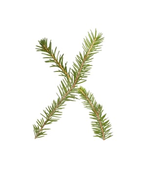 Spruce twigs forming the letter 'X' isolated on white