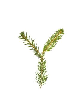 Spruce twigs forming the letter 'Y' isolated on white