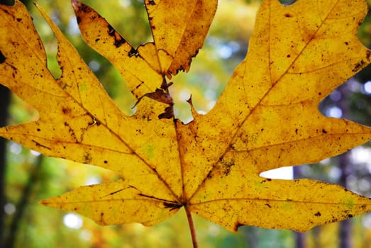 Yellow leave, up close on a sunny autumn day