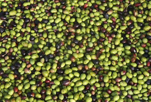 Group of black and green olives ready to be processed into oil